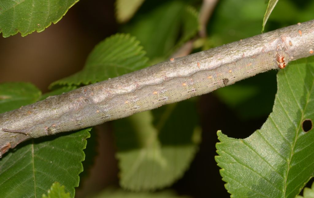 Bruco di Dicranura ulmi  (Notodontidae)